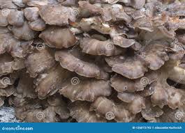 Attēlu rezultāti vaicājumam “Grifola frondosa”