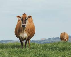 Image result for Romseysac