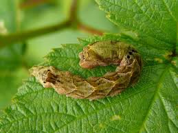 Attēlu rezultāti vaicājumam “Thyatira batis”