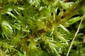 Attēlu rezultāti vaicājumam “Calliergon trifarium”