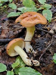 Attēlu rezultāti vaicājumam “Suillus granulatus”