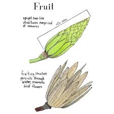 Attēlu rezultāti vaicājumam “Liriodendron tulipifera fruit”