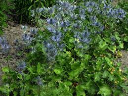 Image result for Edeldistel