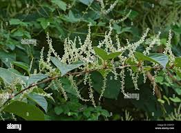 Attēlu rezultāti vaicājumam “Reynoutria sachalinensis fruit”