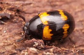 Attēlu rezultāti vaicājumam “Diaperis boleti”