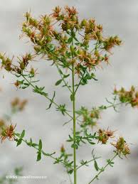 Image result for Hypericum perforatum