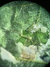 Attēlu rezultāti vaicājumam “Diderma subviridifuscum var. macrospora* young”