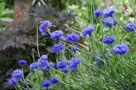 Attēlu rezultāti vaicājumam “Cyanus segetum flower”