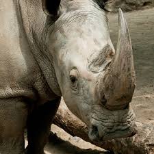 Image result for Rhyl Rhinos