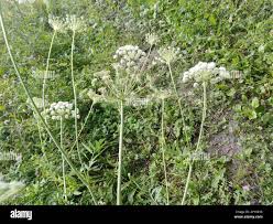 Attēlu rezultāti vaicājumam “Libanotis montana leaf”