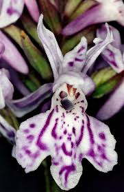 Attēlu rezultāti vaicājumam “Dactylorhiza maculata leaf”