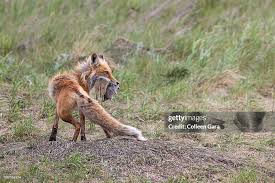 Attēlu rezultāti vaicājumam “Vulpes vulpes  adult”