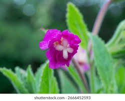 Attēlu rezultāti vaicājumam “Epilobium hirsutum flower”