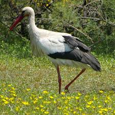 Attēlu rezultāti vaicājumam “Ciconia ciconia”