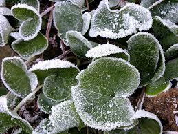 Attēlu rezultāti vaicājumam “Asarum europaeum”