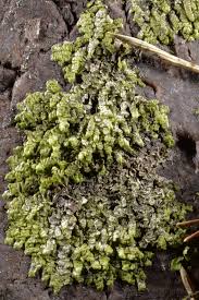 Attēlu rezultāti vaicājumam “Radula complanata”