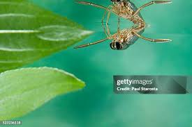 Attēlu rezultāti vaicājumam “Notonecta glauca”