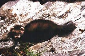 Attēlu rezultāti vaicājumam “Mustela putorius”