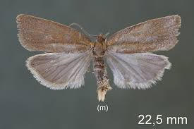 Attēlu rezultāti vaicājumam “Aphelia viburniana”