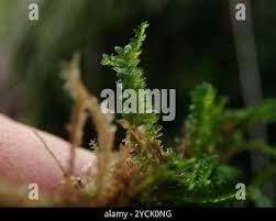 Attēlu rezultāti vaicājumam “Plagiothecium sp.”