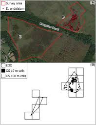 Attēlu rezultāti vaicājumam “Dicranum undulatum”