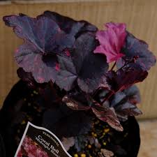 Image result for Heuchera `Midnight Rose`