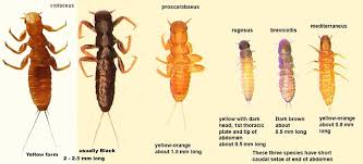 Attēlu rezultāti vaicājumam “Meloe sp. larva”
