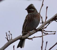Image result for Emberiza leucocephalos