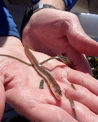 Image result for Anguilla rostrata