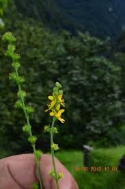 Attēlu rezultāti vaicājumam “Agrimonia pilosa flower”