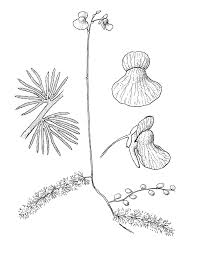 Attēlu rezultāti vaicājumam “Utricularia intermedia flower”