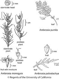Attēlu rezultāti vaicājumam “Ambrosia artemisiifolia fruit”