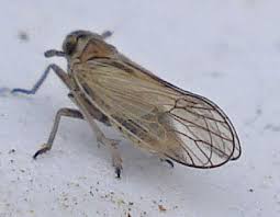 Attēlu rezultāti vaicājumam “Javesella pellucida”