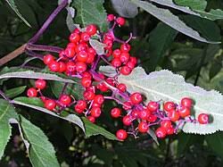 Attēlu rezultāti vaicājumam “Sambucus racemosa fruit”