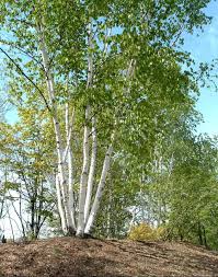 Attēlu rezultāti vaicājumam “Betula papyrifera”