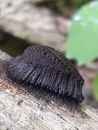 Attēlu rezultāti vaicājumam “Stemonitis splendens”