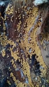 Attēlu rezultāti vaicājumam “Nectria peziza”