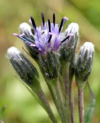 Attēlu rezultāti vaicājumam “Saussurea esthonica flower”