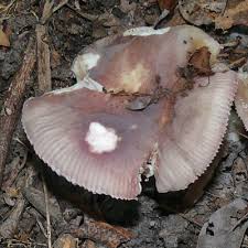 Attēlu rezultāti vaicājumam “Russula vesca”