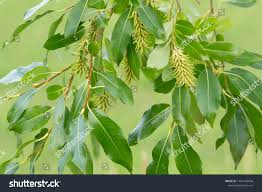 Attēlu rezultāti vaicājumam “Salix pentandra fruit”