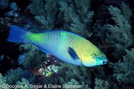 Image result for Scarus ferrugineus