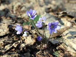 Attēlu rezultāti vaicājumam “Hepatica nobilis leaf”