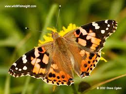 Attēlu rezultāti vaicājumam “Vanessa cardui underside”