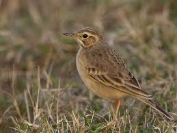 Image result for Anthus campestris