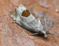 Attēlu rezultāti vaicājumam “Notocelia uddmanniana”