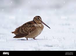 Attēlu rezultāti vaicājumam “Scolopax rusticola”