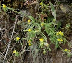Attēlu rezultāti vaicājumam “Linaria loeselii flower”