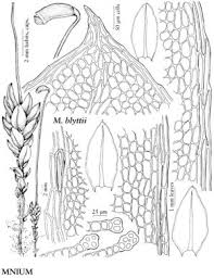 Attēlu rezultāti vaicājumam “Mnium stellare”