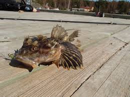 Image result for Myoxocephalus quadricornis