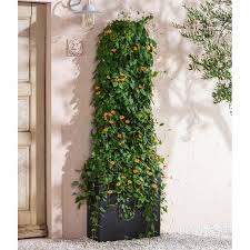 Image result for schwarzäugige Susanne